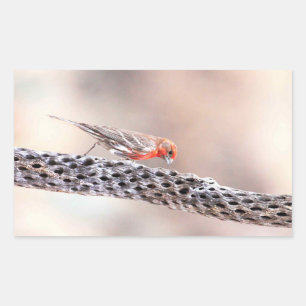 Male Finch Rechthoekige Sticker