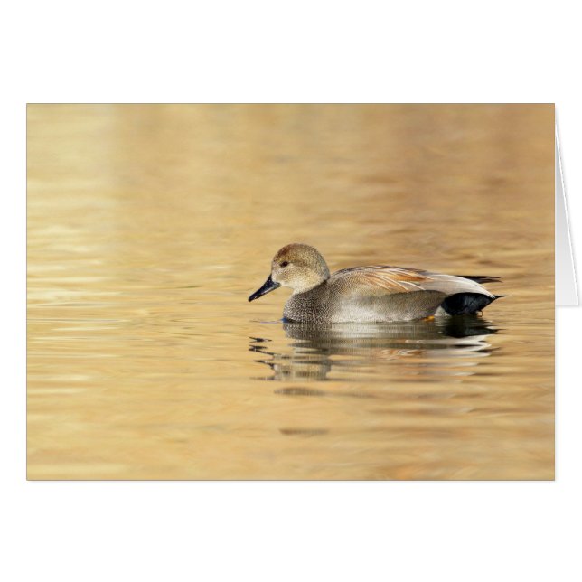 Male Gadwall (Voorkant Horizontaal)