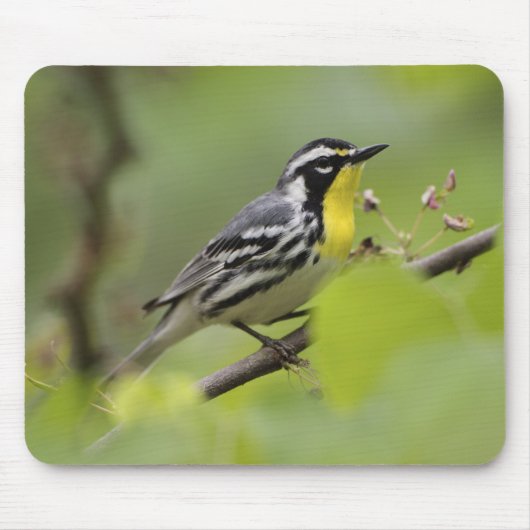 Male Gele-troebele Warbler, Dendroica Muismat (Voorkant)