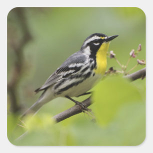 Male Gele-troebele Warbler, Dendroica Vierkante Sticker