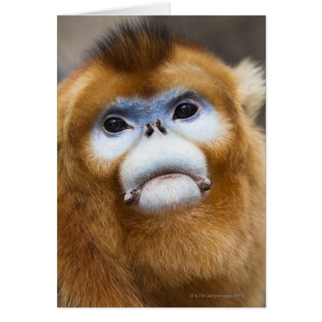 Male Golden Monkey Pygathrix roxellana (Voorkant)