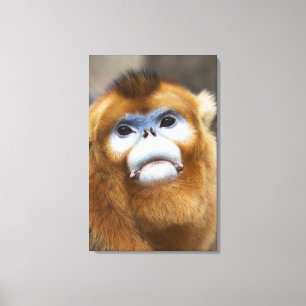 Male Golden Monkey Pygathrix roxellana Canvas Afdruk