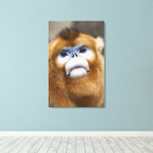 Male Golden Monkey Pygathrix roxellana Canvas Afdruk (Insitu (Houten vloer))