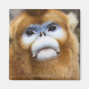 Male Golden Monkey Pygathrix roxellana, portret Magneet