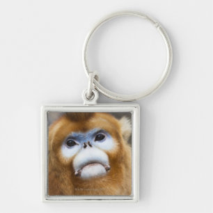 Male Golden Monkey Pygathrix roxellana, portret Sleutelhanger