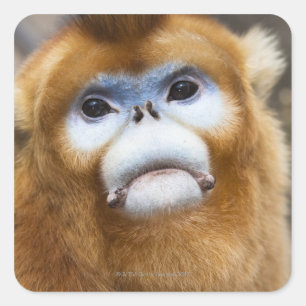 Male Golden Monkey Pygathrix roxellana Vierkante Sticker
