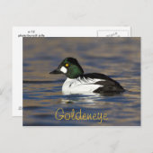 Male Goldeneye Duck Briefkaart (Voorkant / Achterkant)