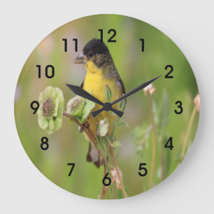 Male Goldfinch op bloemen Grote Klok