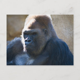 Male Gorilla Briefkaart