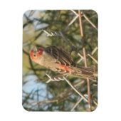Male House Finch Magneet (Verticaal)
