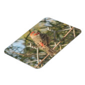 Male House Finch Magneet (Linkerzijde)