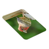 Male House Finch Magnet Magneet (Rechterzijde)