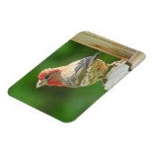 Male House Finch Magnet Magneet (Linkerzijde)