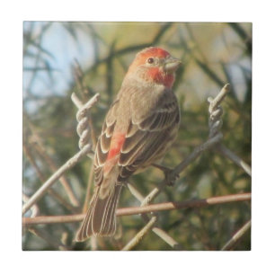 Male House Finch Tile Tegeltje