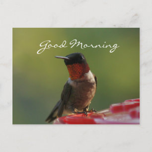 Male Hummingbird Briefkaart- aanpassen Briefkaart