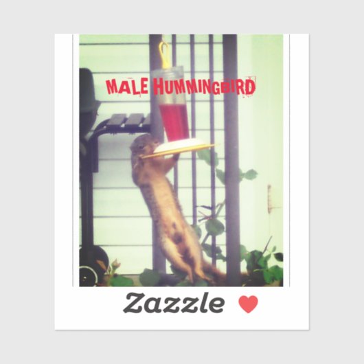 MALE HUMMINGBIRD STICKER (Vel)