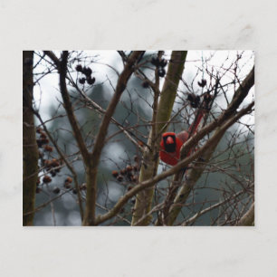 Male Kardinaal speelt nog steeds Funny Briefkaart