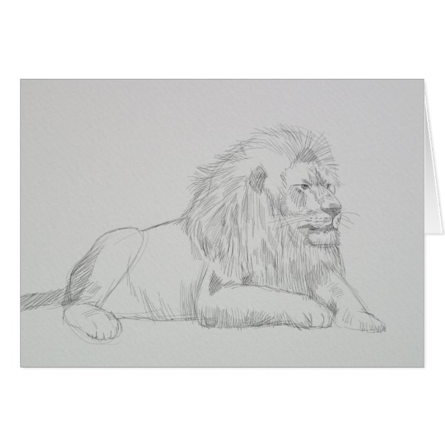 Male Lion Sketch (Voorkant Horizontaal)