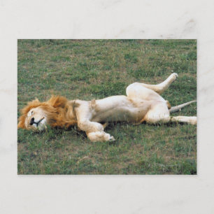 Male Lion Stretching Briefkaart