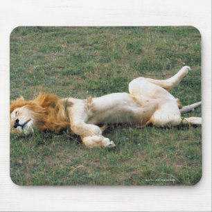 Male Lion Stretching Muismat