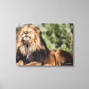 Male Lion Sunbathing Canvas Afdruk