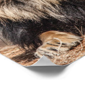 Male Lion Sunbathing Poster (Hoek)