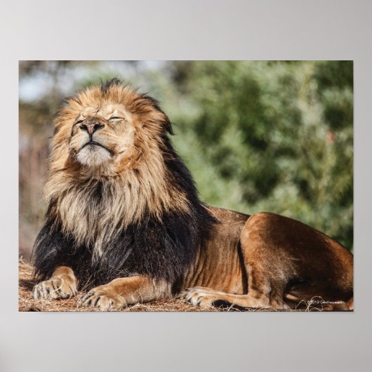 Male Lion Sunbathing Poster (Voorkant)