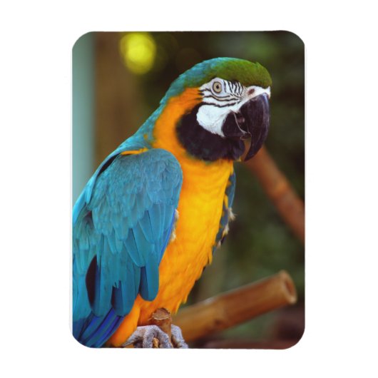 Male Macaw Magneet (Verticaal)