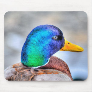 Male Mallard Duck Birdlover Wildlife Portret Muismat