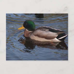 Male Mallard Duck Briefkaart