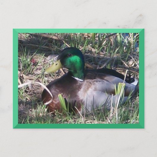 Male Mallard Duck Briefkaart (Voorkant)