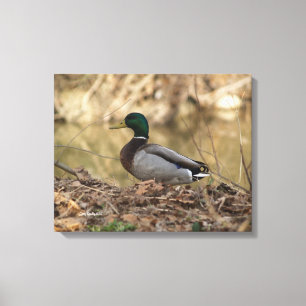 Male Mallard Duck Full Color Foto Canvas Afdruk