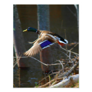 Male Mallard Duck in vlucht Foto Afdruk