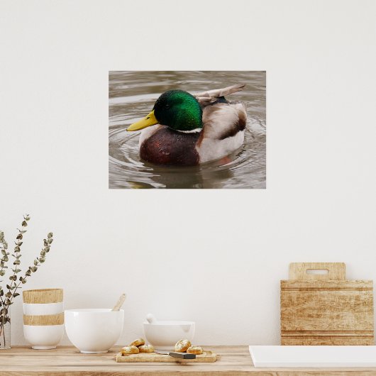 Male Mallard Duck Poster (Keuken)