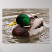 Male Mallard Duck Poster (Voorkant)