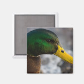 Male Mallard Portrait Magneet (Voorkant / Achterkant)