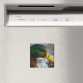 Male Mallard Portrait Magneet (Insitu (Vaatwasser))