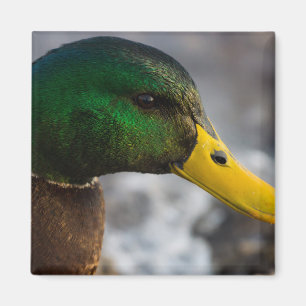 Male Mallard Portrait Magneet