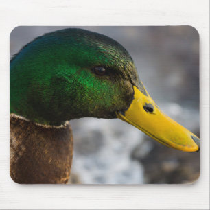 Male Mallard Portrait Muismat