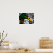 Male Mallard Portrait Poster (Keuken)