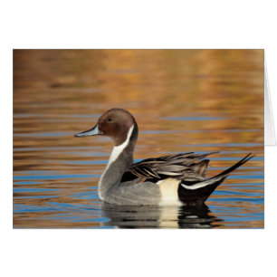 Male Northern Pintail