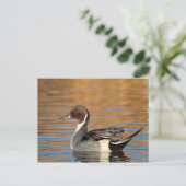 Male Northern Pintail Briefkaart (Staand voorkant)