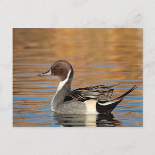 Male Northern Pintail Briefkaart (Voorkant)