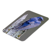 Male Paarse Martin nest boven Sammamish Lake Magneet (Linkerzijde)