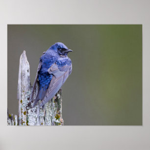 Male Paarse Martin nest boven Sammamish Lake Poster