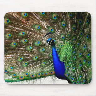 Male Peacock-doetherscherm Muismat