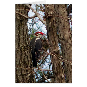 Male Pileated Woodpecker