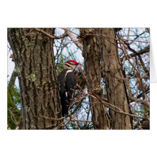 Male Pileated Woodpecker