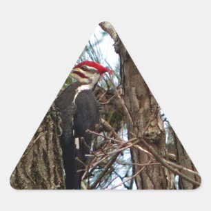 Male Pileated Woodpecker Driehoek Sticker