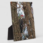 Male Pileated Woodpecker Fotoplaat (Zijkant)